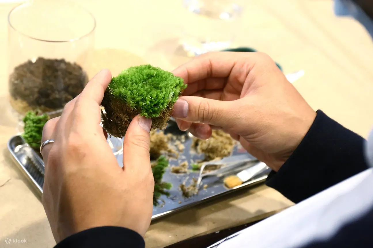 Bonart - 青苔生态盆景 | 多肉植物盆景 | 苔玉 | 板植蕨类 | 中环大馆